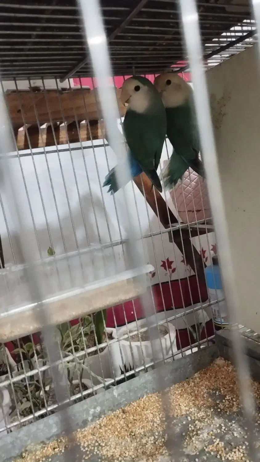 طوطی برزیلی|پرنده|تاکستان, |دیوار