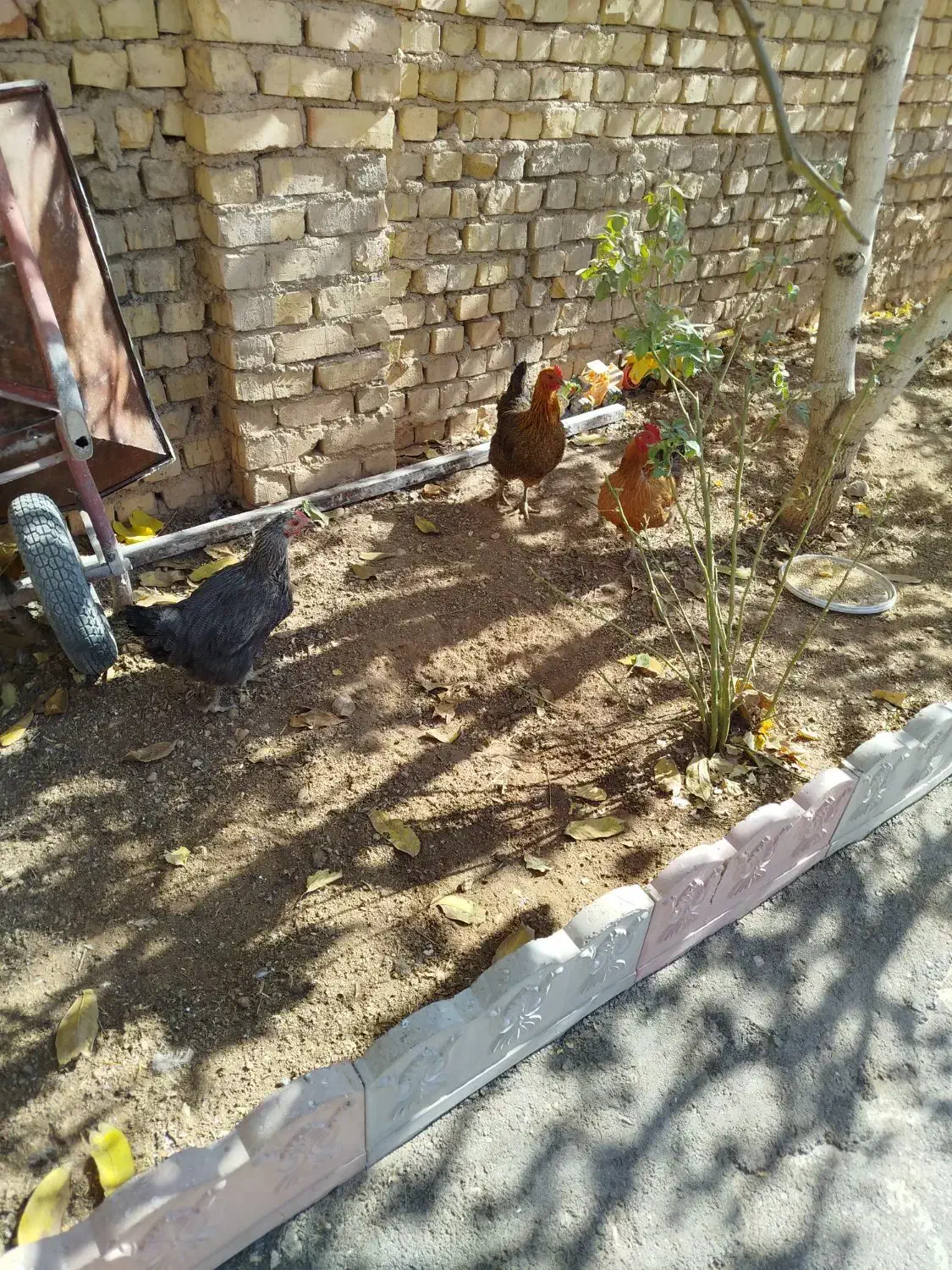 مرغ امسالی تخمگذار|حیوانات مزرعه|زنده رود, |دیوار