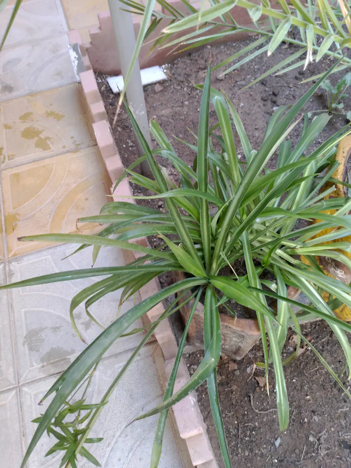 گل با گلدان|گل و گیاه طبیعی|اهر, |دیوار