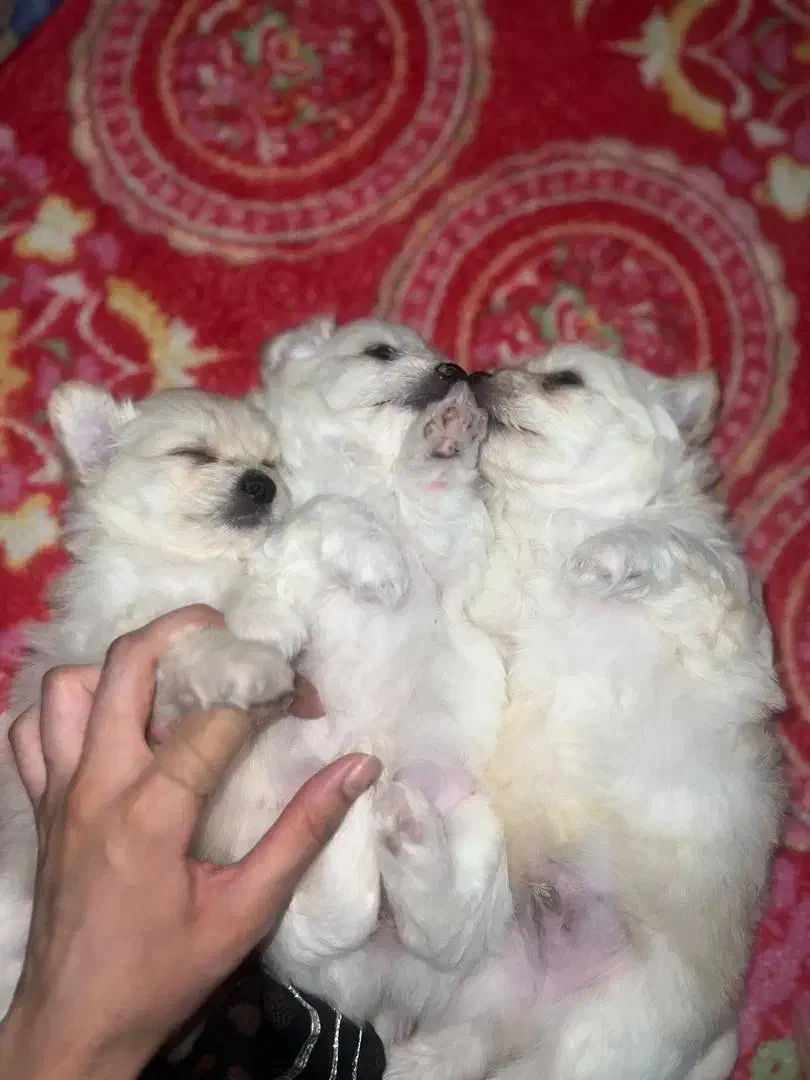 سگ پاکوتاه پدر مادر شناسنامه دار|سگ|بندرعباس, |دیوار