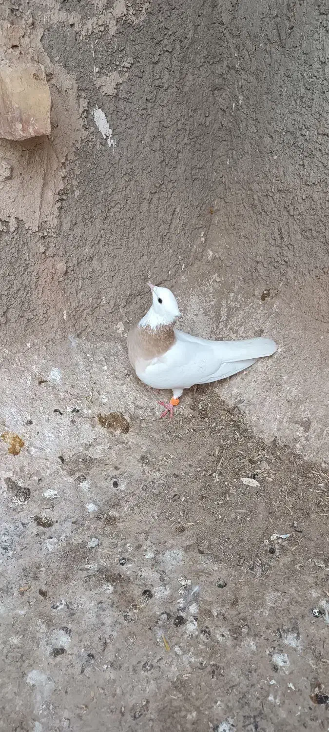 گرفتنی|پرنده|فیروزه, |دیوار