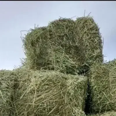 یونجه|لوازم جانبی حیوانات|کنگاور, |دیوار