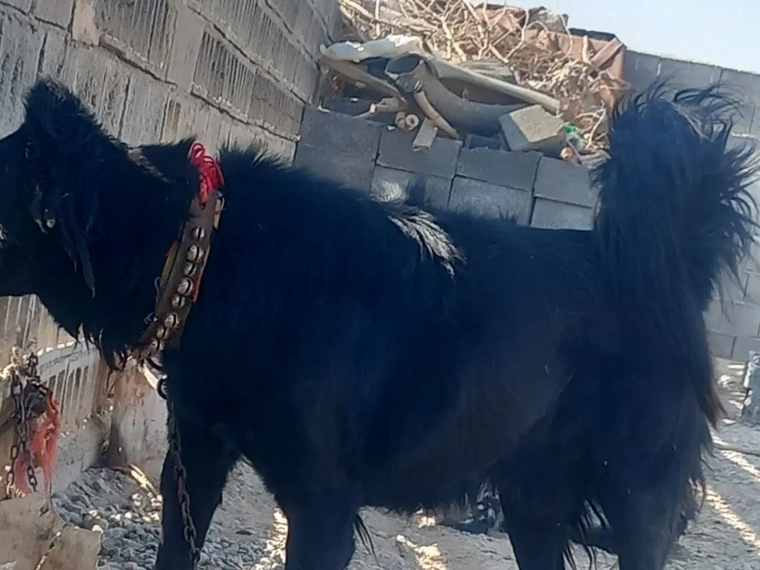 واگزاری نر قهدریجان|سگ|رودشت (اصفهان), |دیوار