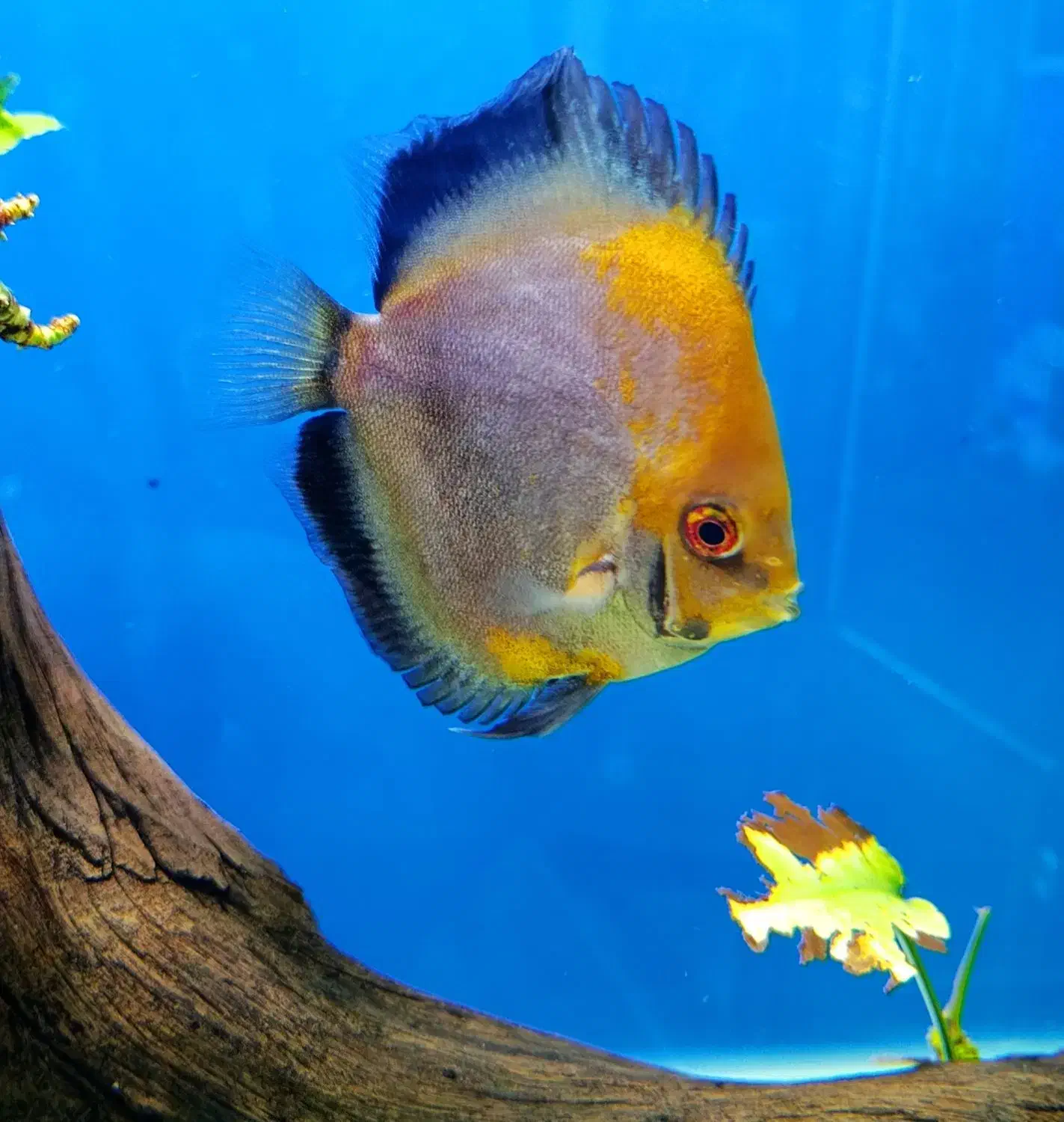 ماهی دیسکس|ماهی|سنندج, |دیوار