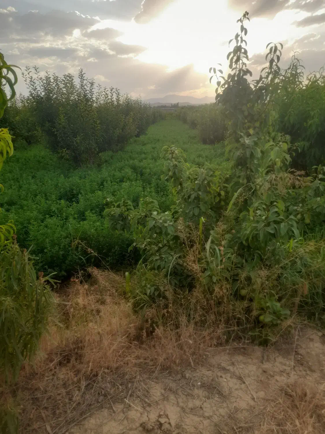 باغچه با میوه های صادراتی|فروش دفتر صنعتی، کشاورزی، تجاری|نوشین شهر, |دیوار