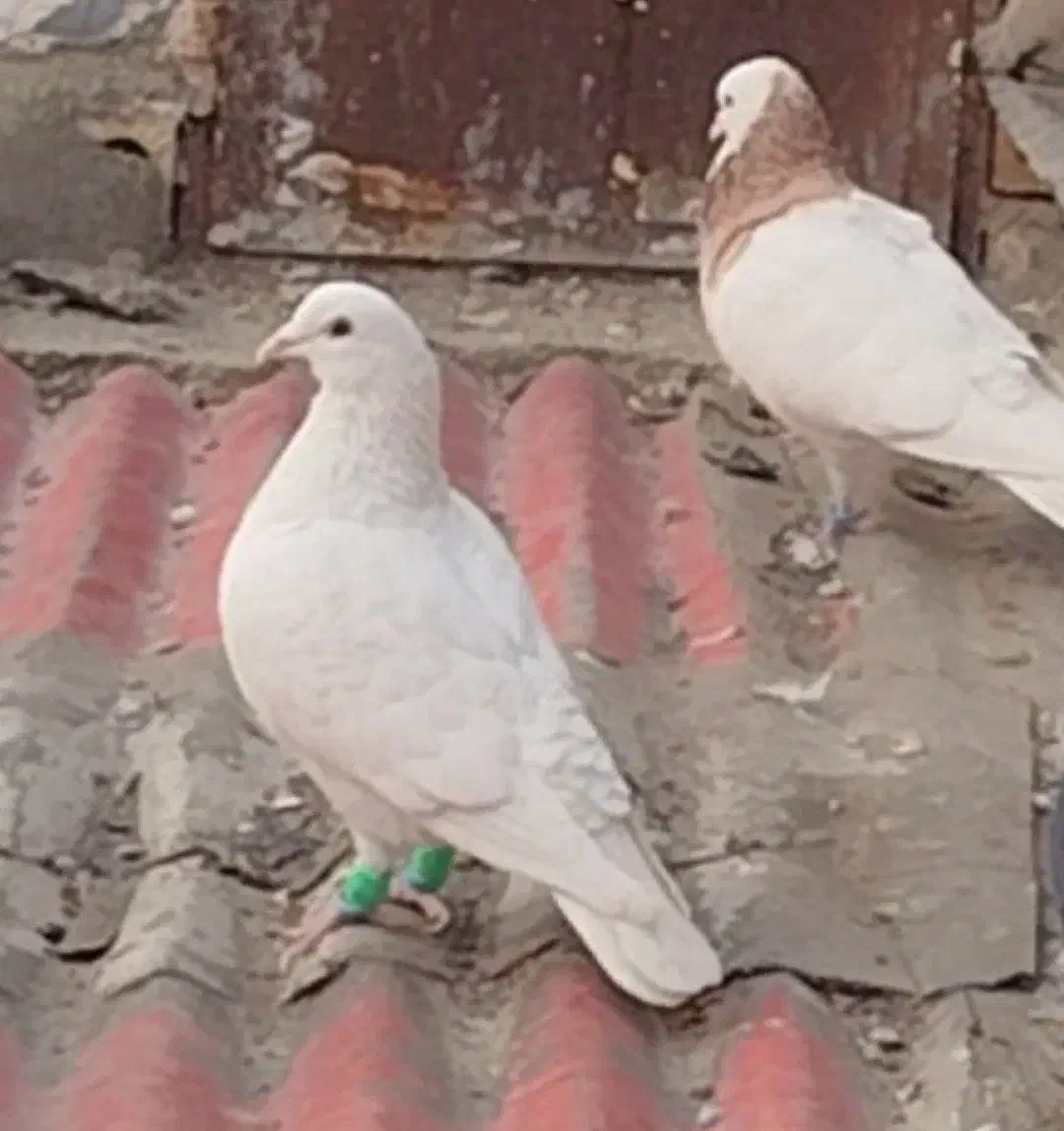 گمشده|حیوانات|بجنورد, |دیوار