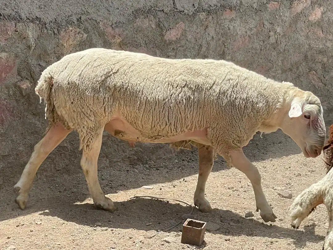 قوچ لاکن|حیوانات مزرعه|سیستان, |دیوار