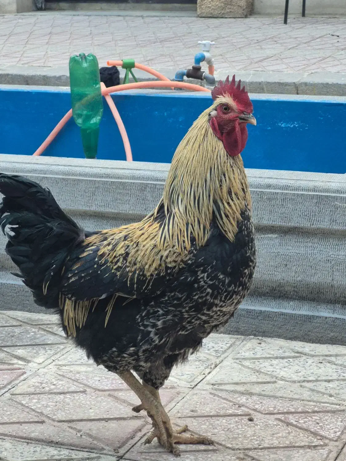 دو عدد خروس زیبا، هیکلی ومرغ جمع کن ویک مرغ بلک کپ|حیوانات مزرعه|فولادشهر, B1|دیوار