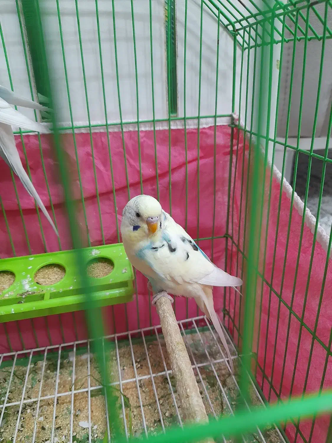 یه جفت مرغ عشق|پرنده|فولادشهر, مسکن مهر فولادشهر|دیوار