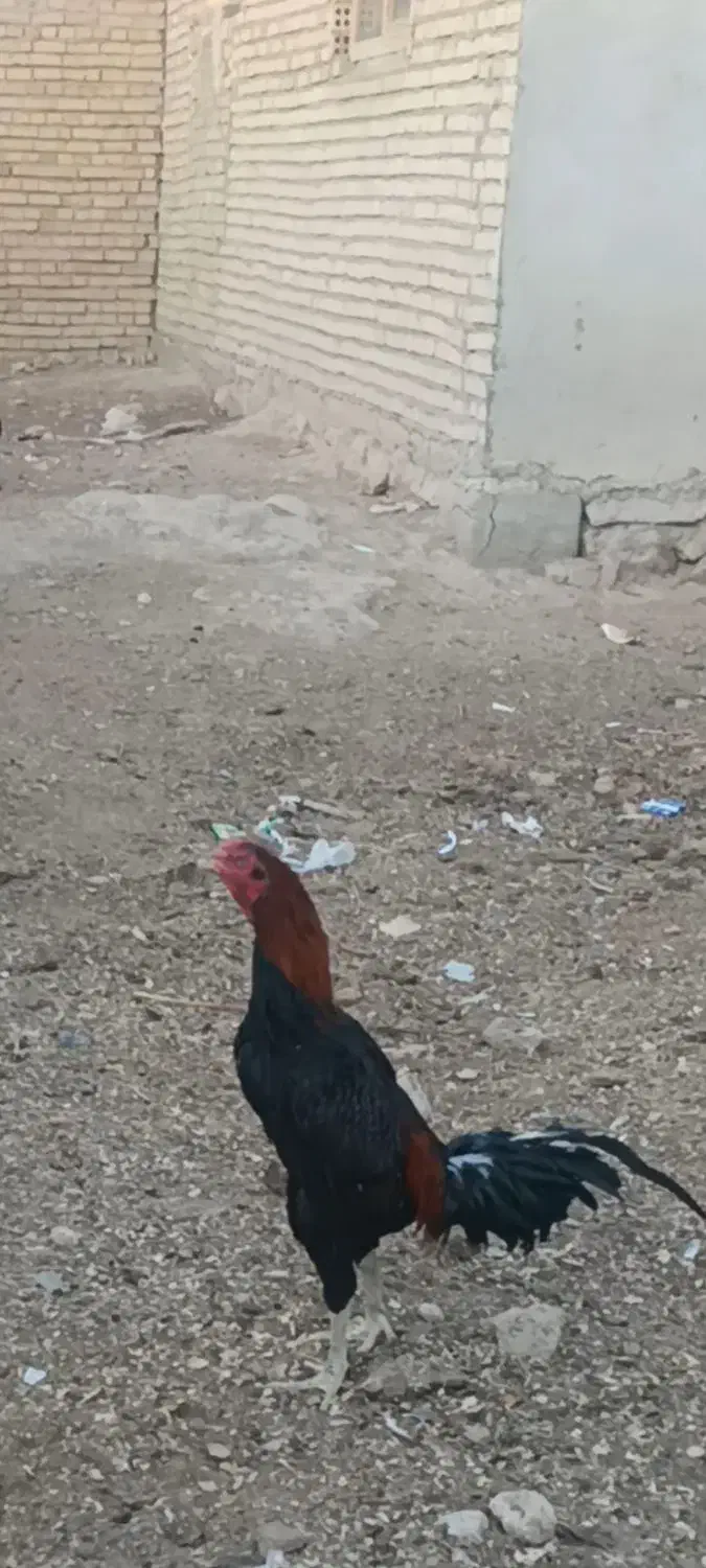 لاری اصیل|حیوانات مزرعه|درگز, |دیوار