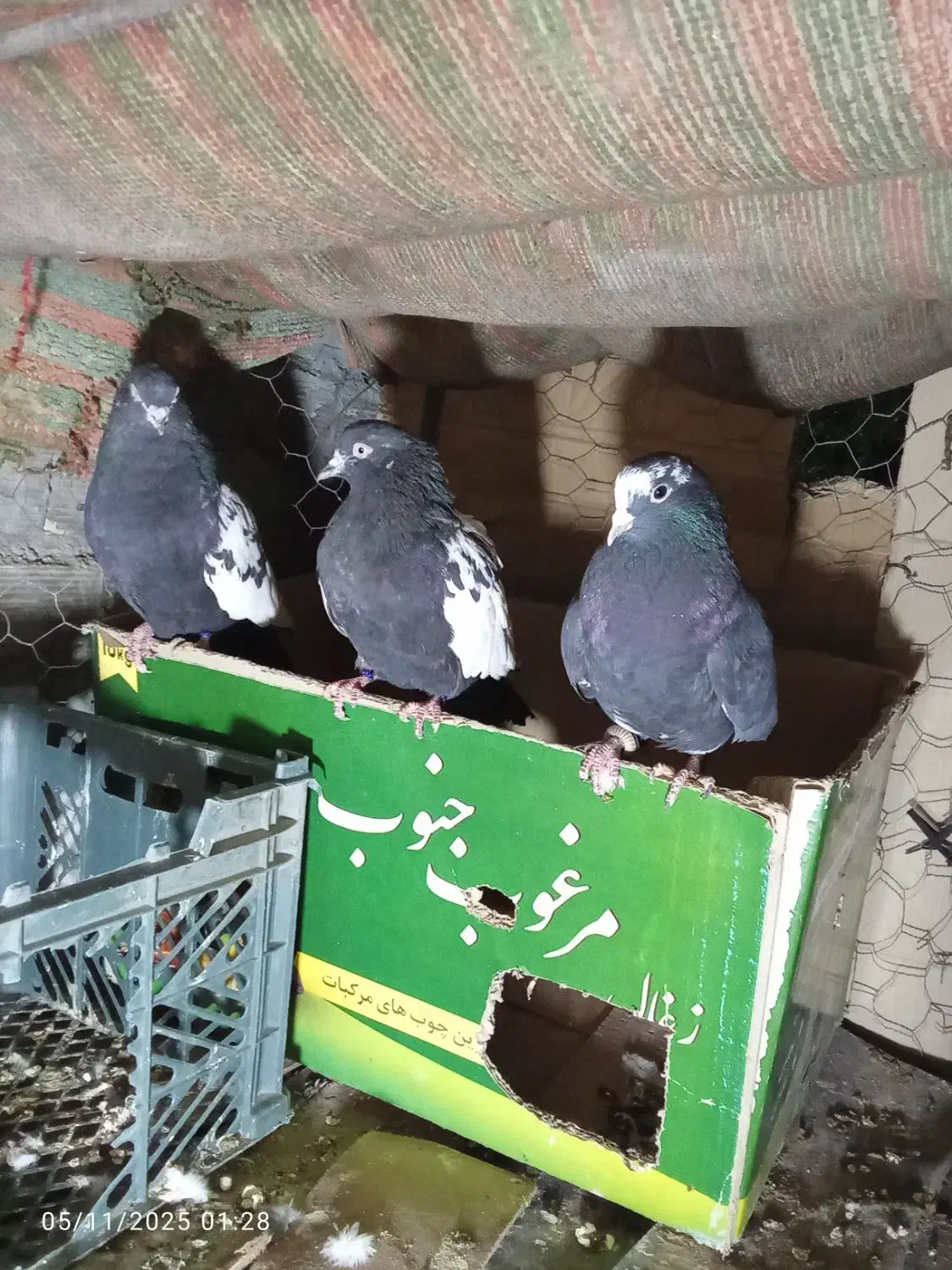 پرنده فروشی میرآباد کردشت|پرنده|ریگان, |دیوار