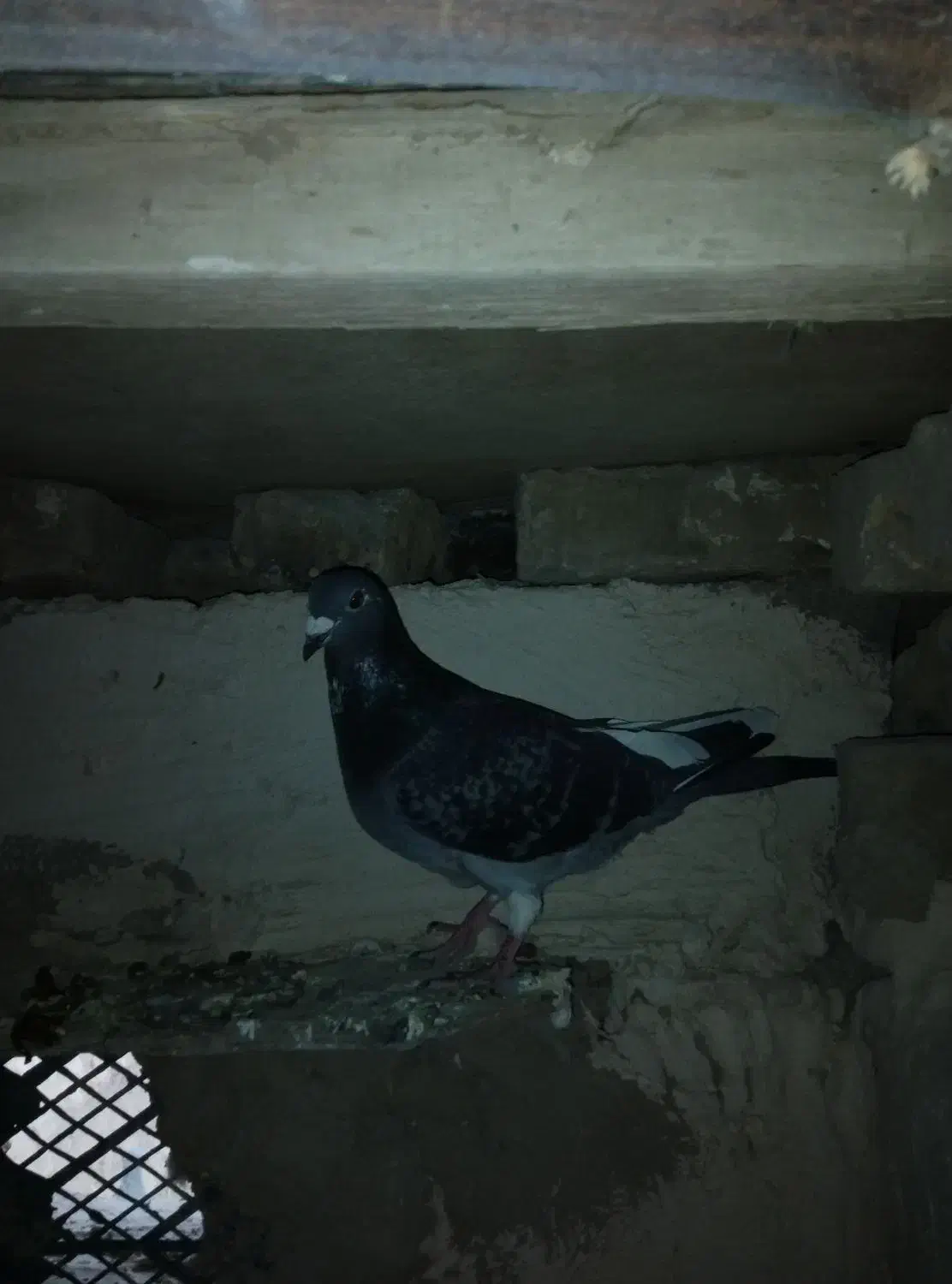 کفتر المانی|پرنده|نیشابور, ماروسک|دیوار