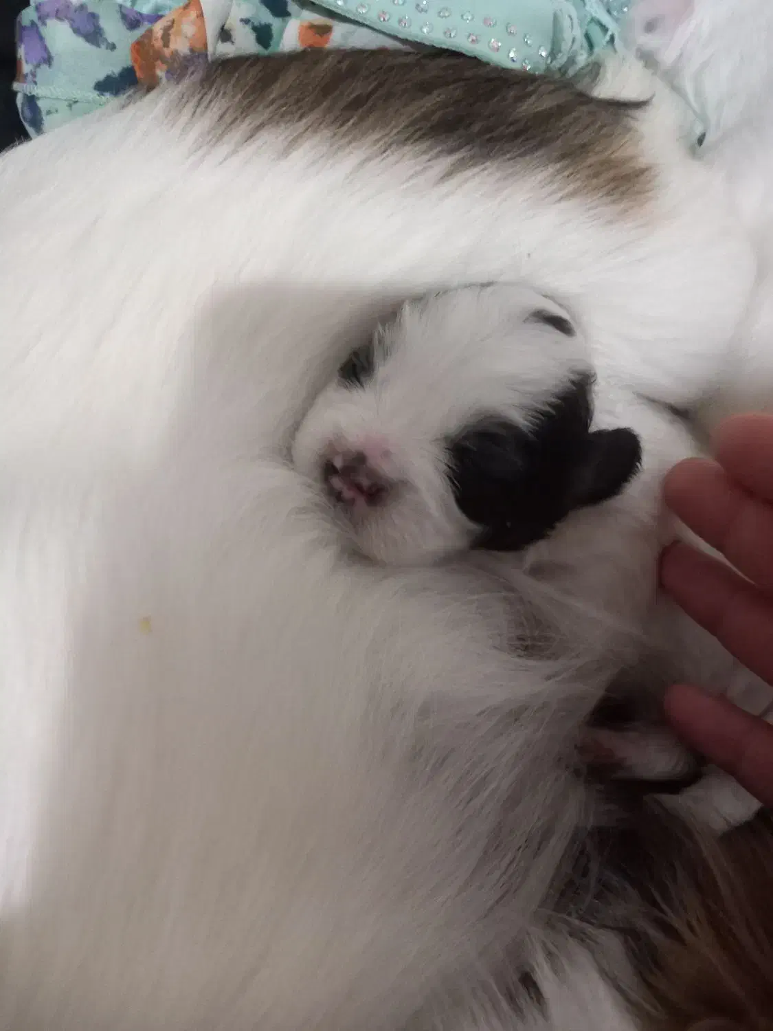 توله های شیتزو تریر|سگ|رشت, حومه رشت|دیوار