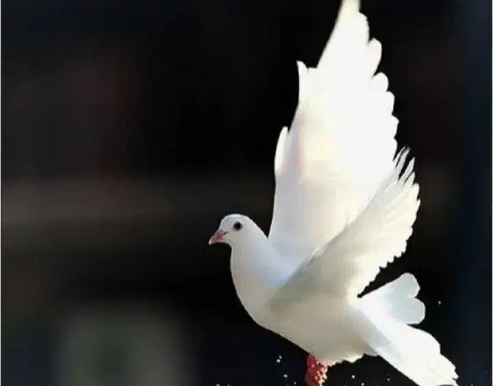 کبوتر پیدا شده|حیوانات|تهران, آذربایجان|دیوار