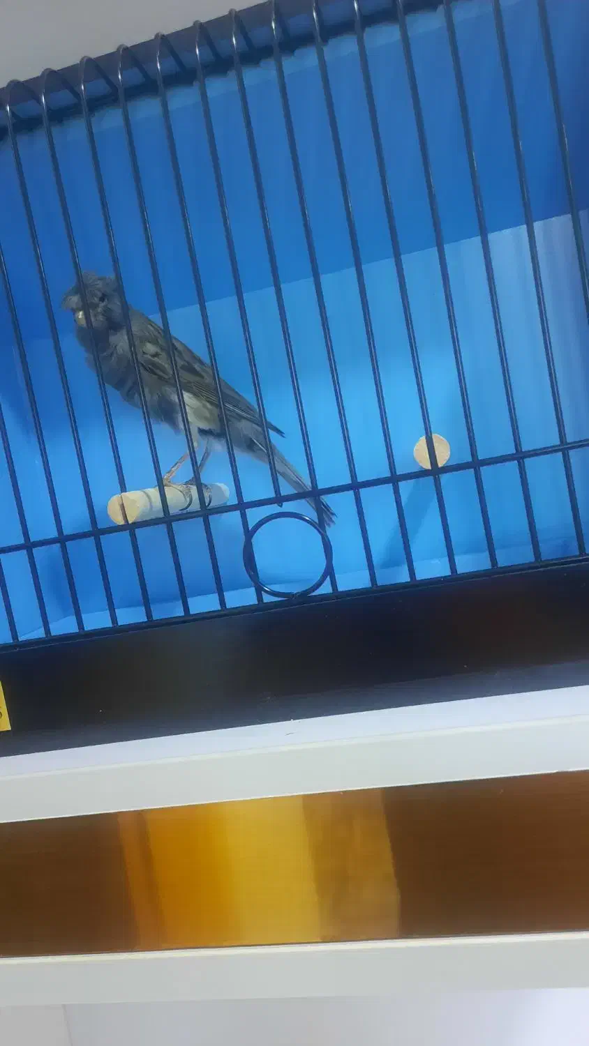 قناری نر توسی مست|پرنده|حمیدیه, |دیوار