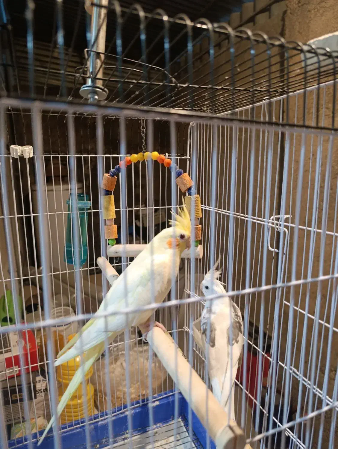 جفت عروس هلندی با قفس و پایه|پرنده|علیآباد کتول, |دیوار