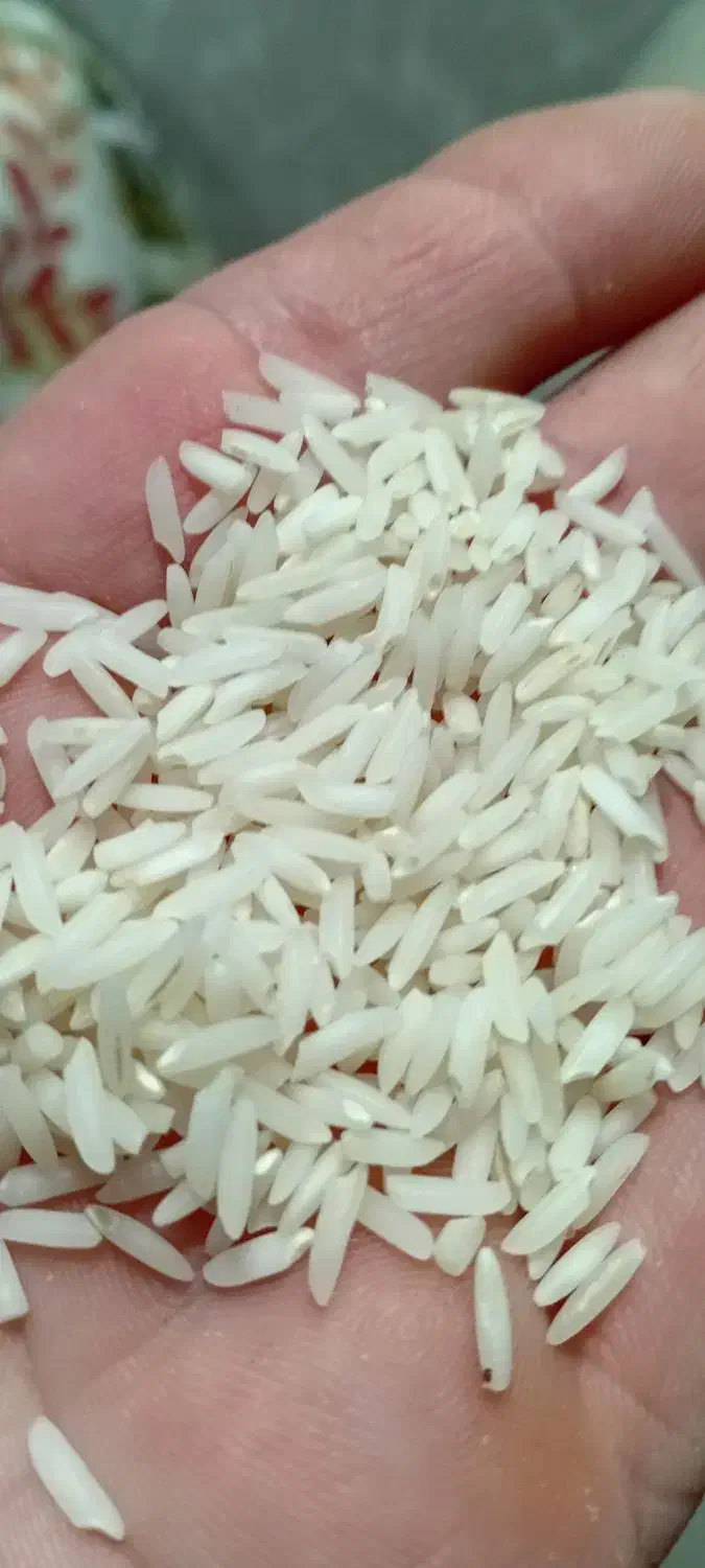 برنج هاشمی|خوردنی و آشامیدنی|رشت, کوی مهر|دیوار