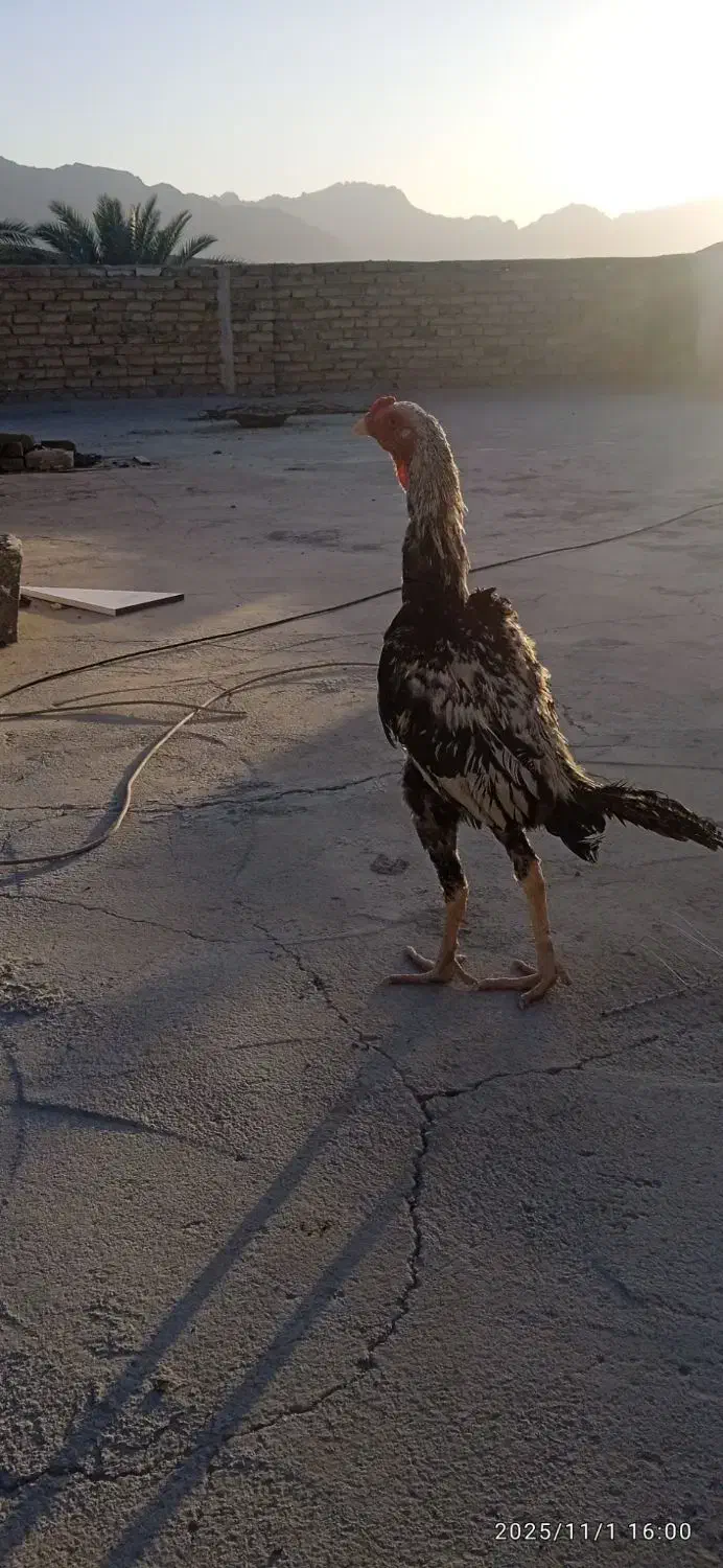 خروس معامله با مرغ کروک|حیوانات مزرعه|سراوان, |دیوار