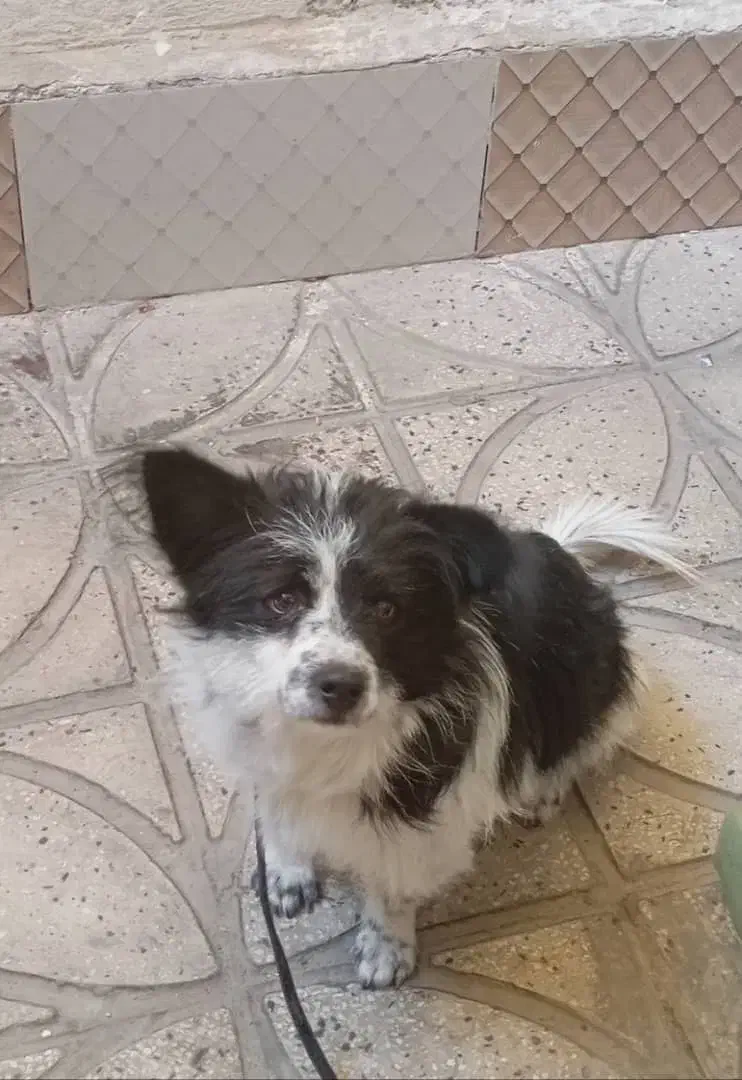 فروش سگ پاکوتاه بردر کولی.|سگ|پاکدشت, پارچین|دیوار