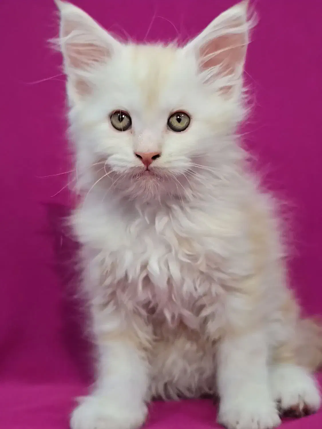 گربه مین کوون|گربه|تهران, چیذر|دیوار