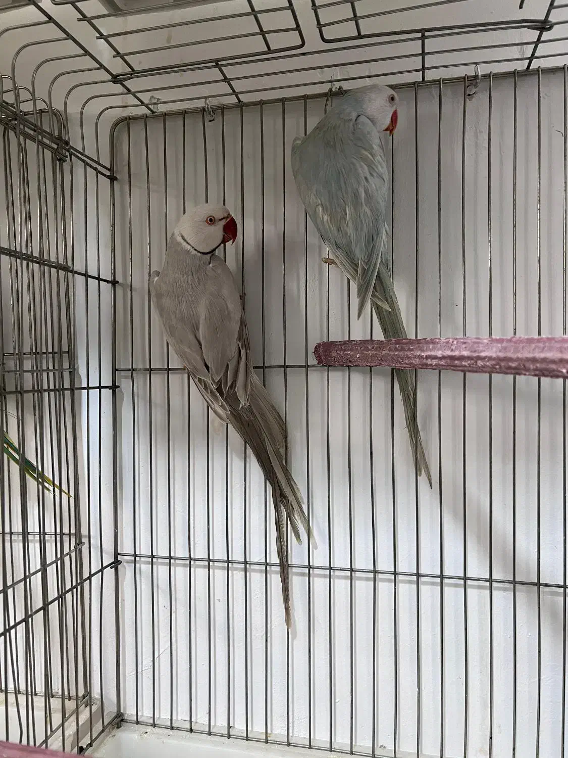 ملنگو رنگی همه رنگ راهب خورشیدی گرین|پرنده|شیراز, شهرک گلها|دیوار