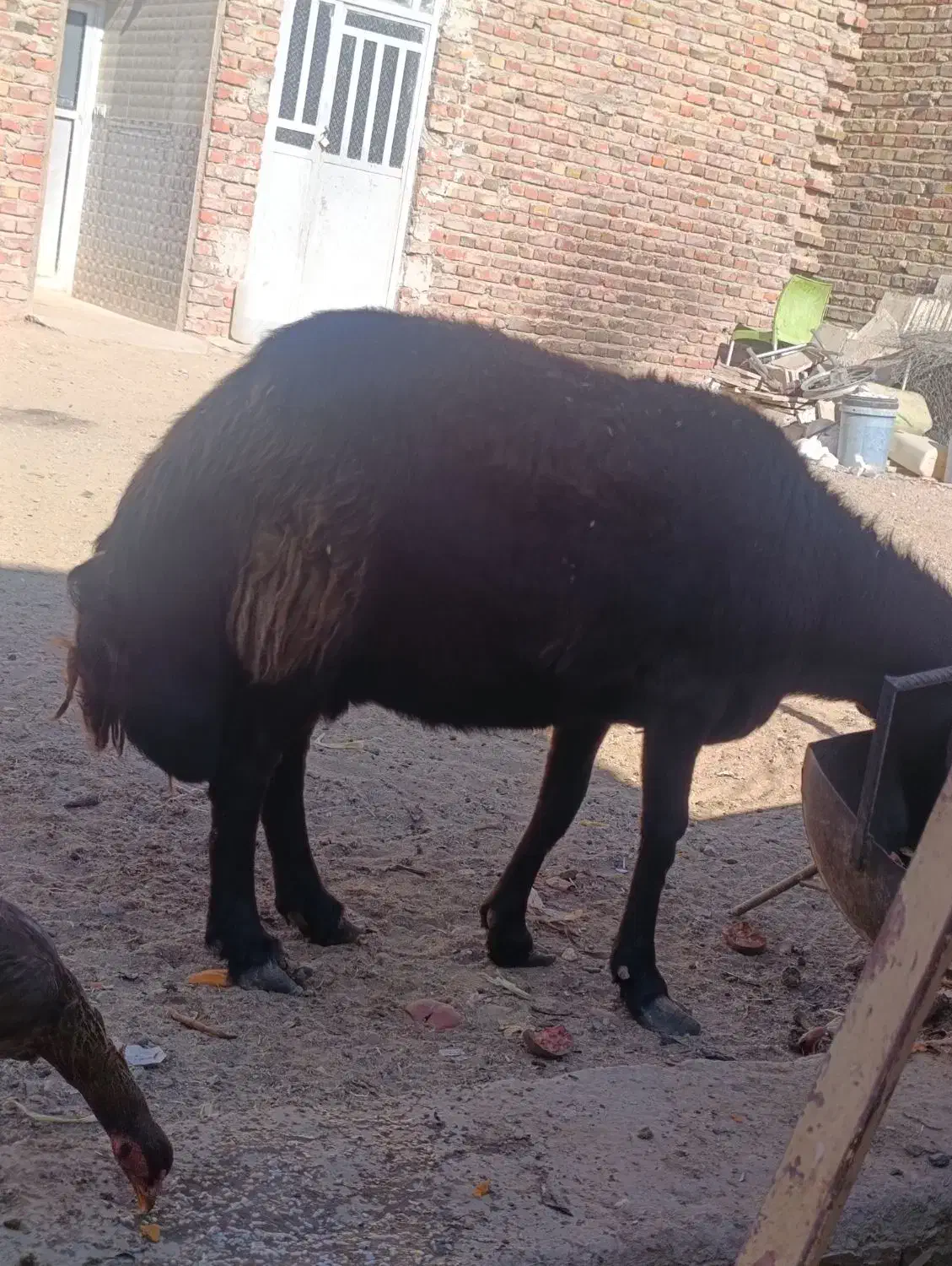 میش وبره بوری|حیوانات مزرعه|خاش, |دیوار