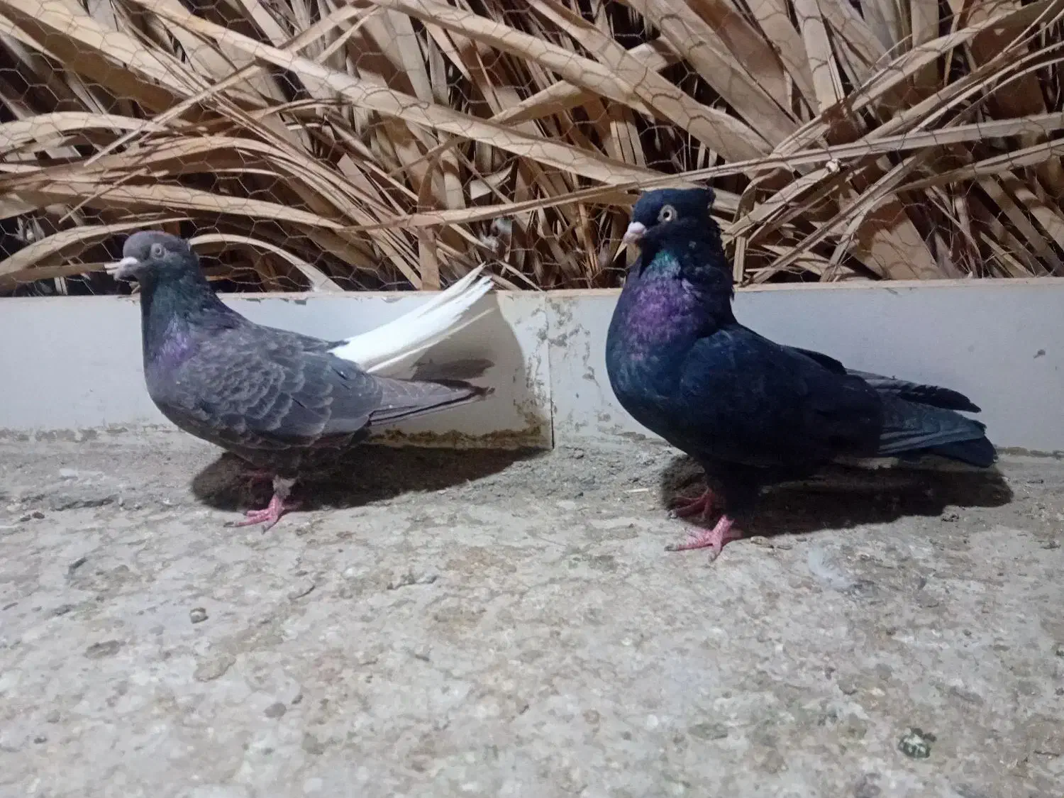 ستا کبوتر|پرنده|فهرج, |دیوار