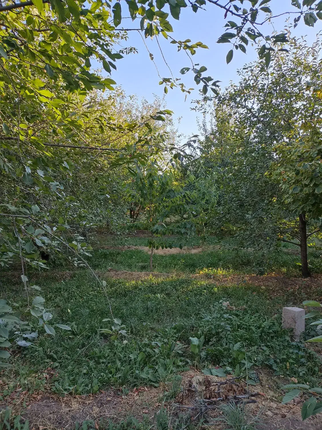 فروش باغ 1204روستای قشلاق|فروش زمین و ملک کلنگی|فیرورق, |دیوار