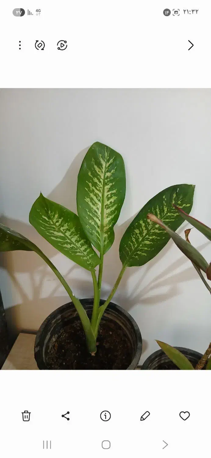 گلباران|گل و گیاه طبیعی|الشتر, |دیوار