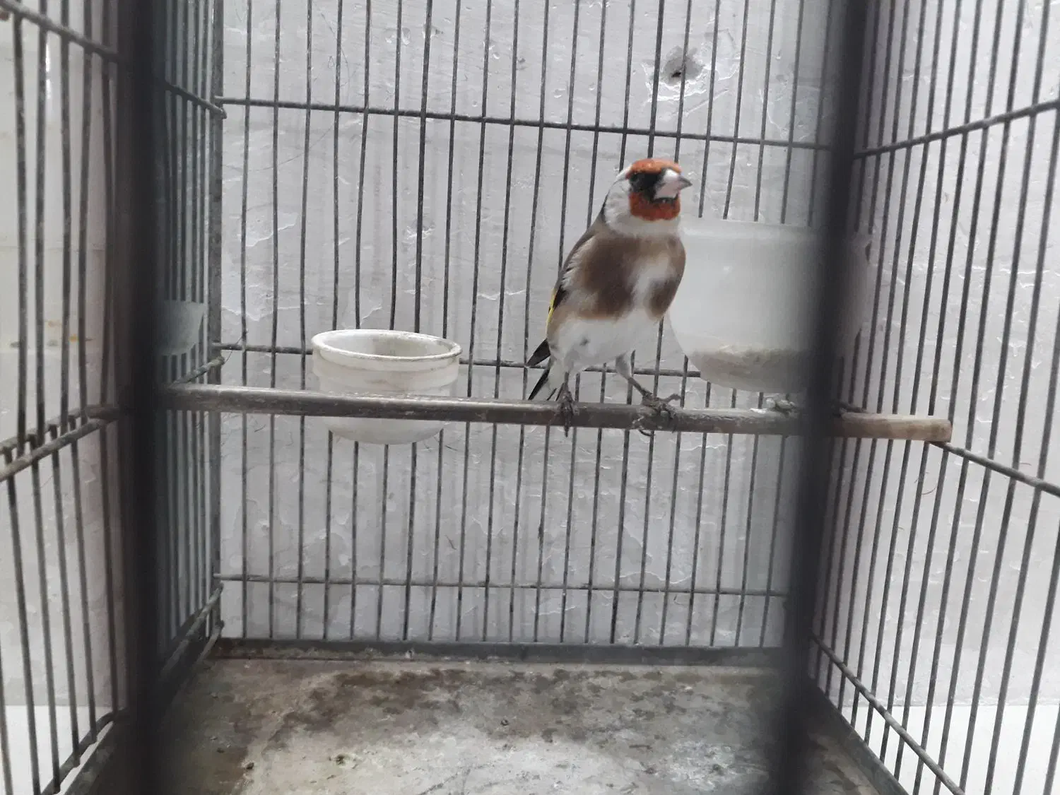 سره نر دوساله|پرنده|تهران, مسگرآباد|دیوار