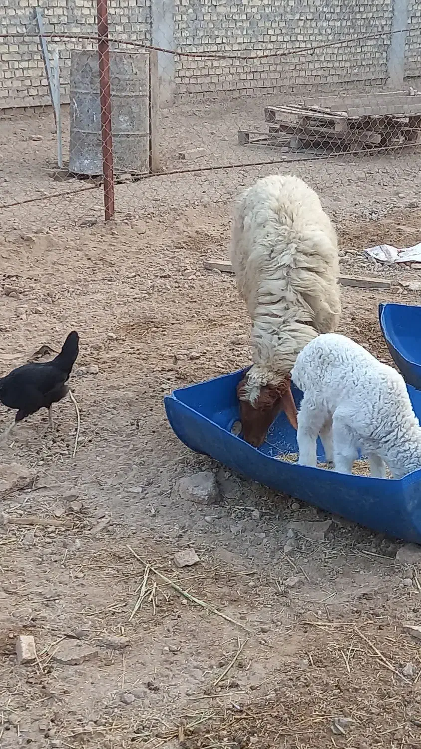 گوسفندعراقی درجه یک|حیوانات مزرعه|کارون, |دیوار