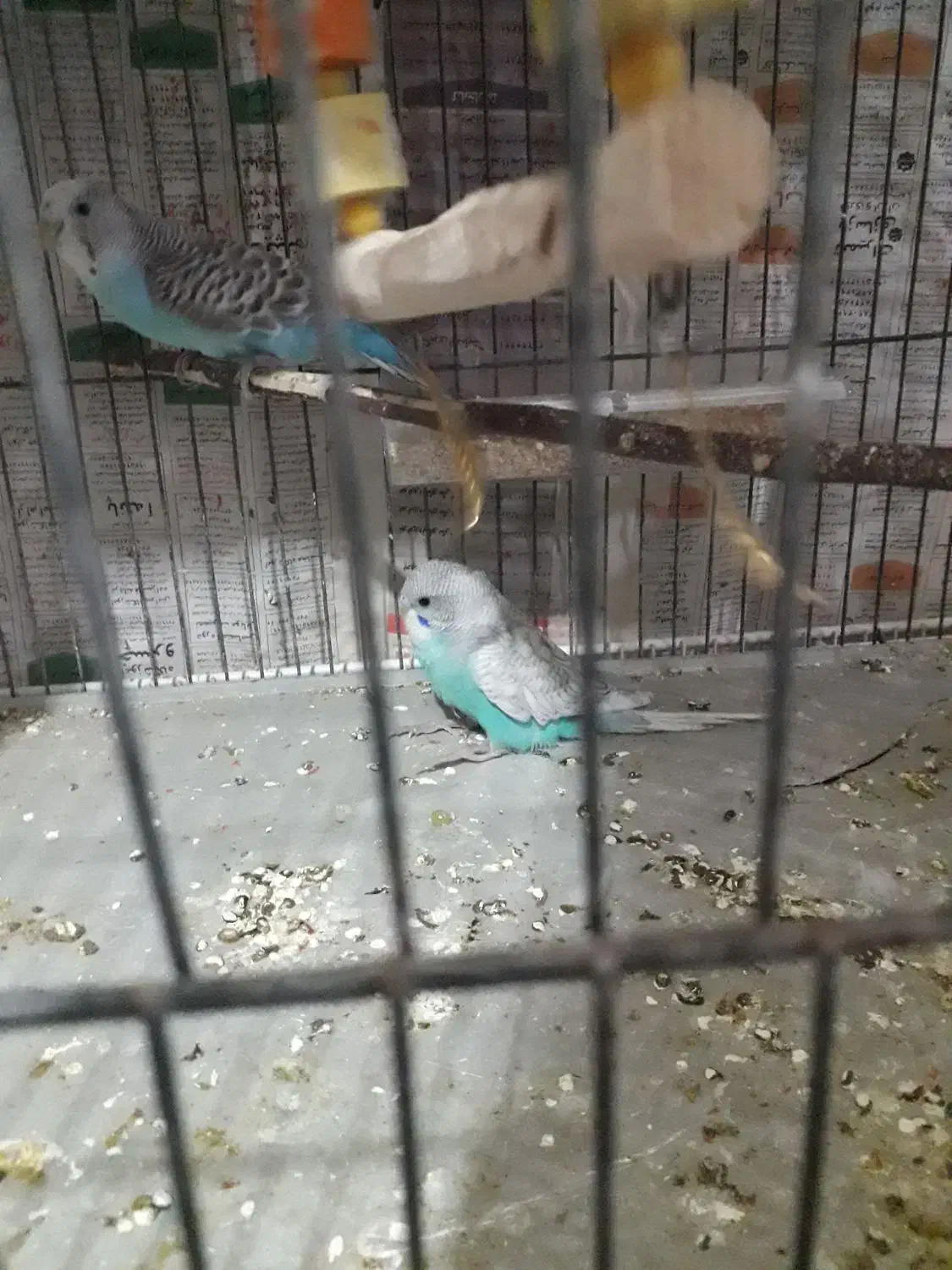 مرغ عشق|پرنده|گلبهار, شهر جدید گلبهار|دیوار