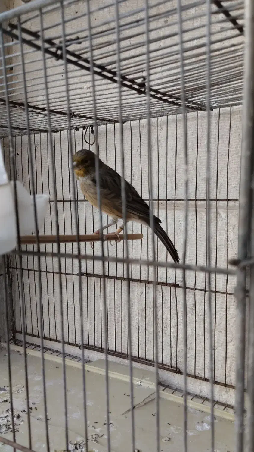 ماده قناری|پرنده|نهاوند, |دیوار