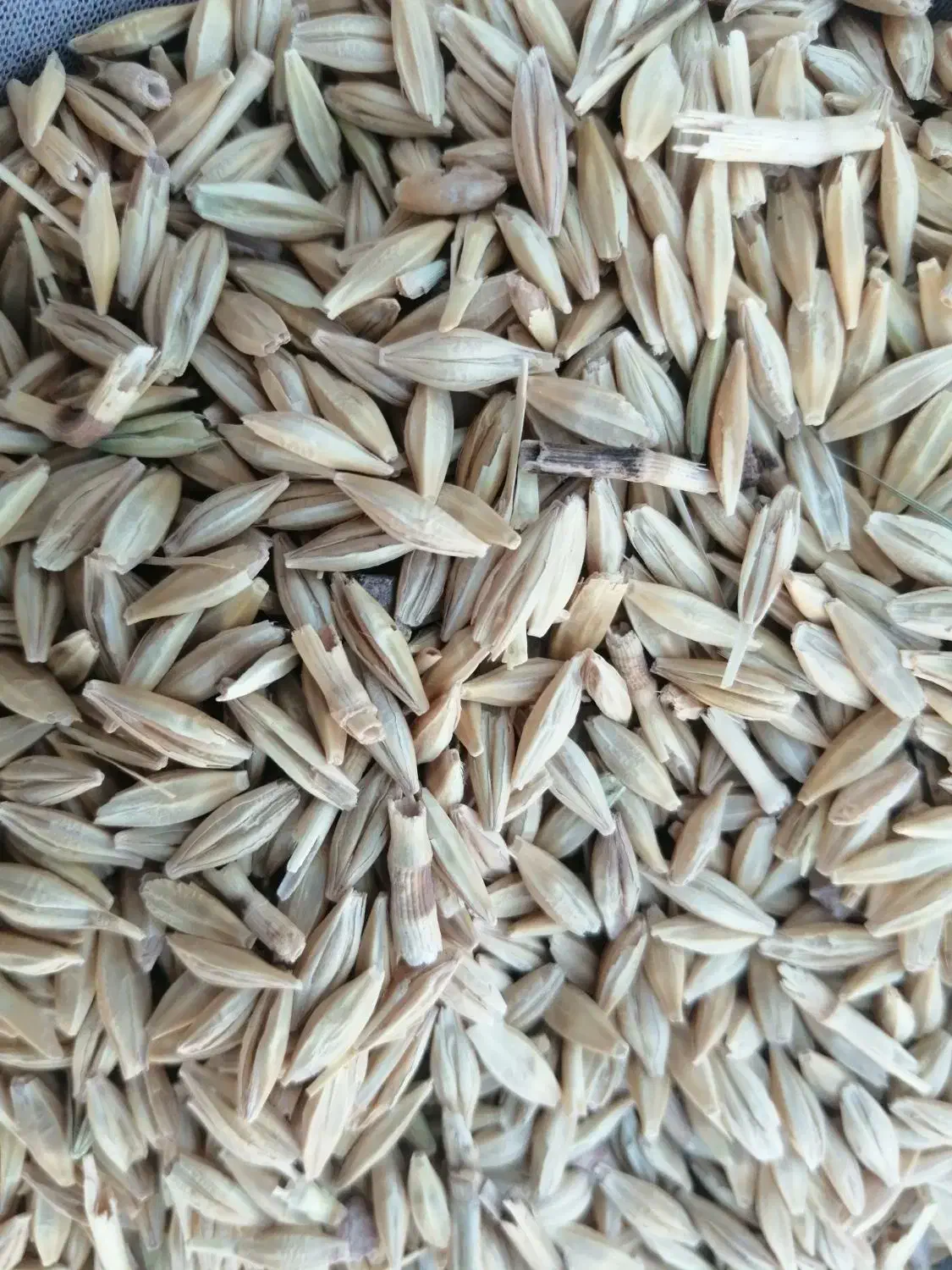 غلات کشاورزی جوو گندم|خوردنی و آشامیدنی|خرمدره, |دیوار