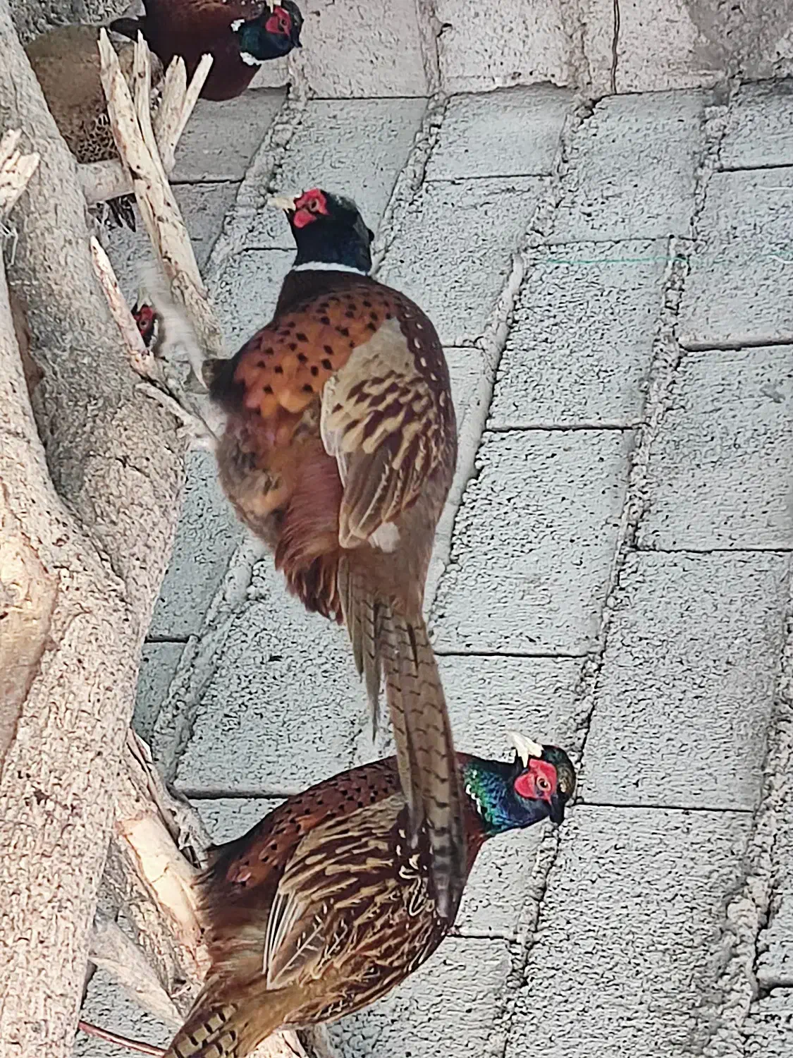 مرغ آمریکایی طوق سفید|پرنده|مشگین شهر, |دیوار