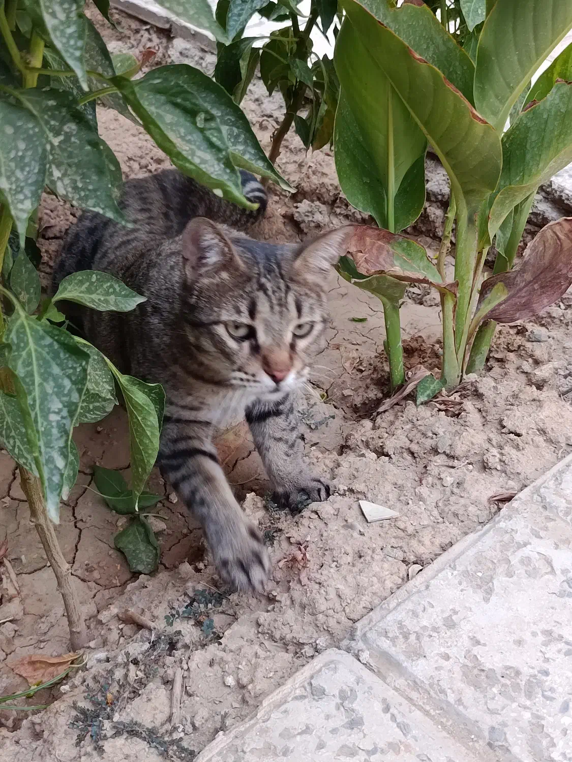 گربه گمشده|حیوانات|چهاردانگه (تهران), |دیوار