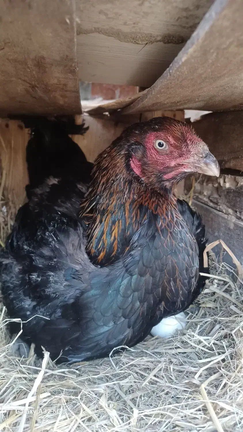 تخم لاری|حیوانات مزرعه|رشت, یخسازی|دیوار