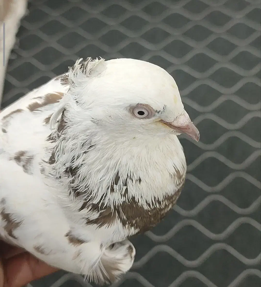 دمبی|پرنده|رامهرمز, |دیوار