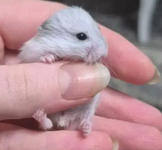 همستر مینیاتوری بامزه|موش و خرگوش|تهران, کیانشهر|دیوار