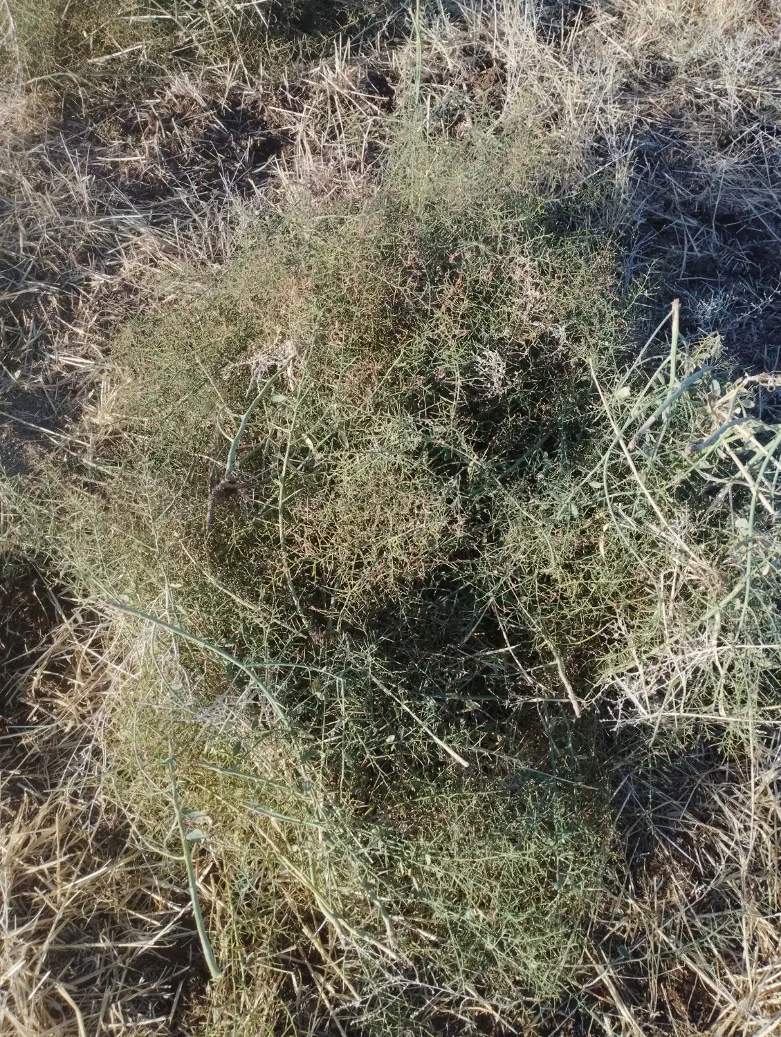 خوراک دام وشتر وغیره|عمده‌فروشی|سبزوار, قصبه غربی|دیوار