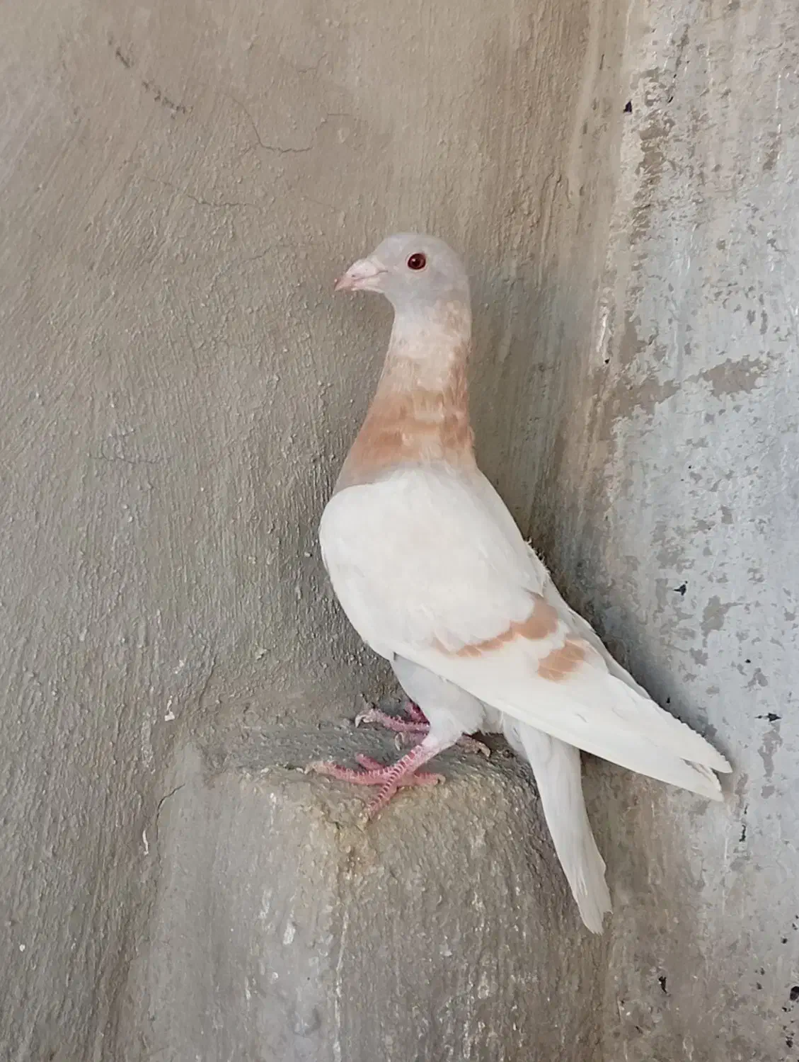 کبووتر|پرنده|آباده, |دیوار