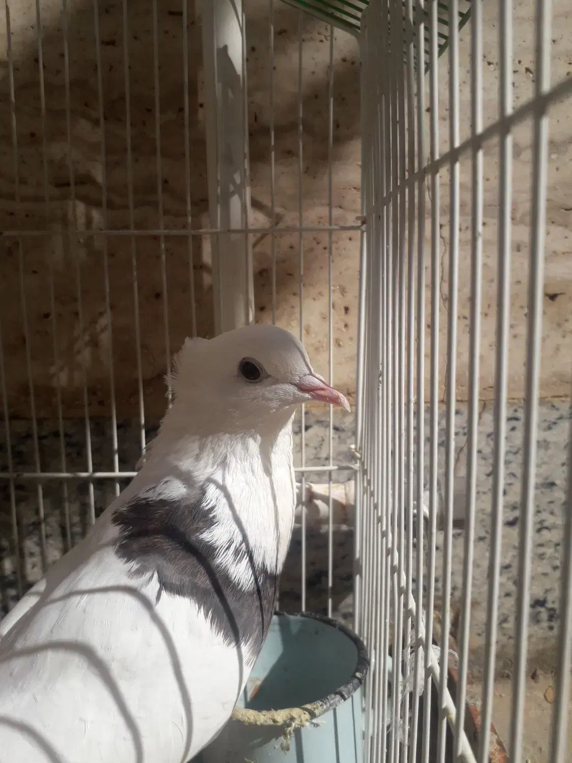 کبوتر سرحال|پرنده|قائن, |دیوار