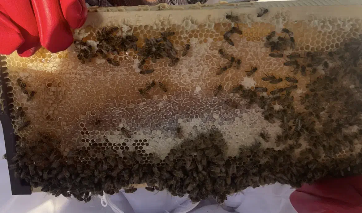 عسل با موم|خوردنی و آشامیدنی|اصفهان, کوی امیریه|دیوار