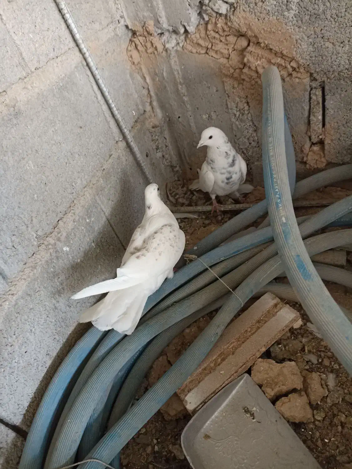 ی جفت فیت ب درد بخور|پرنده|لاران, |دیوار