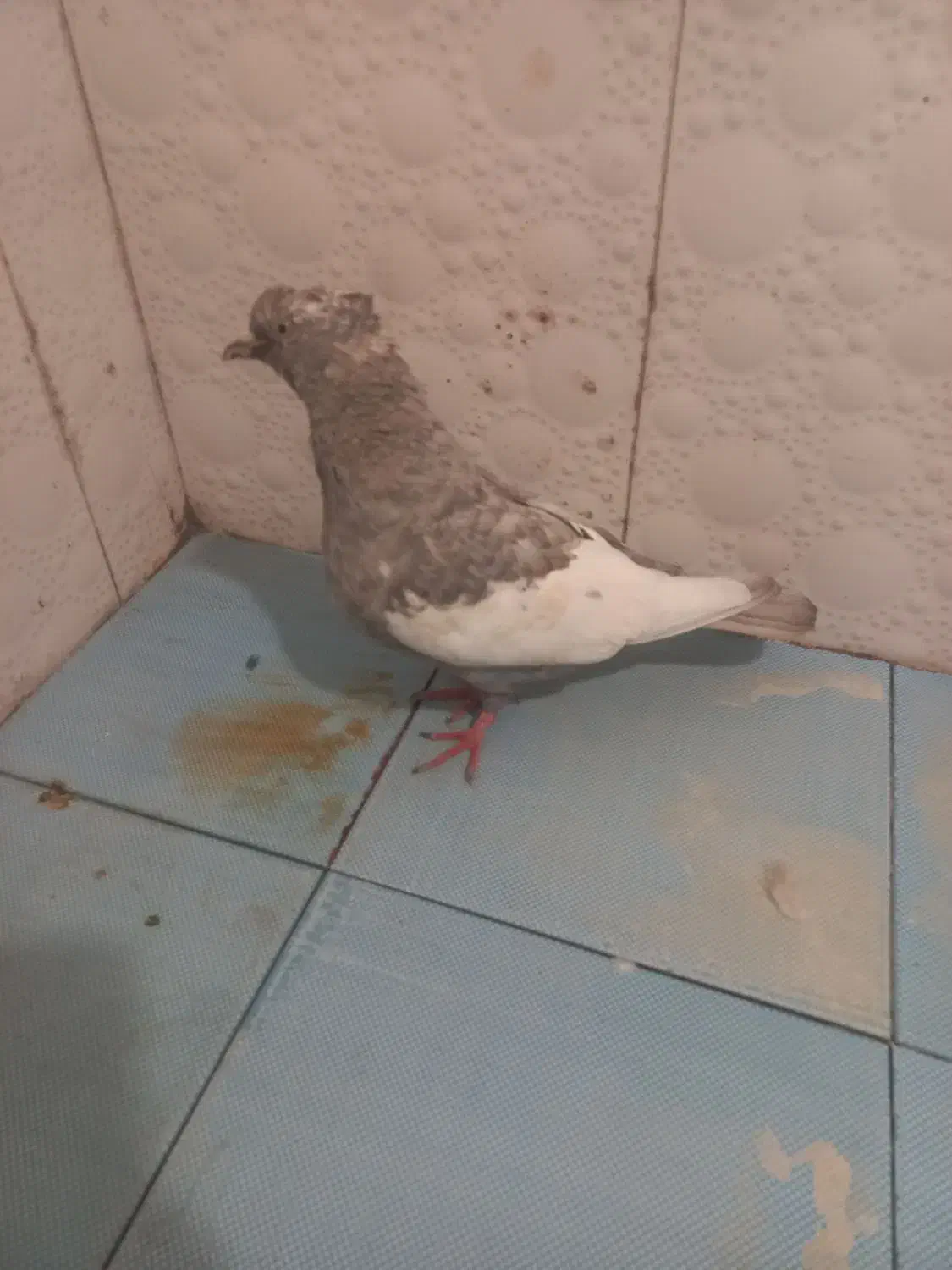 سینه الماسی|پرنده|شیراز, محراب|دیوار