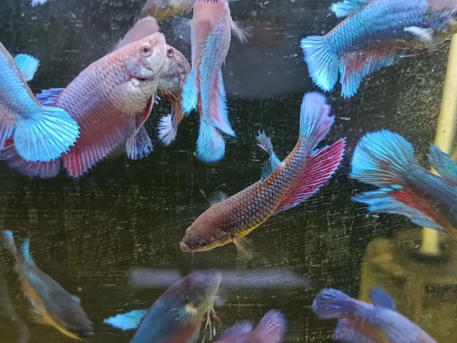 فایتر ماده|ماهی|بیرجند, |دیوار