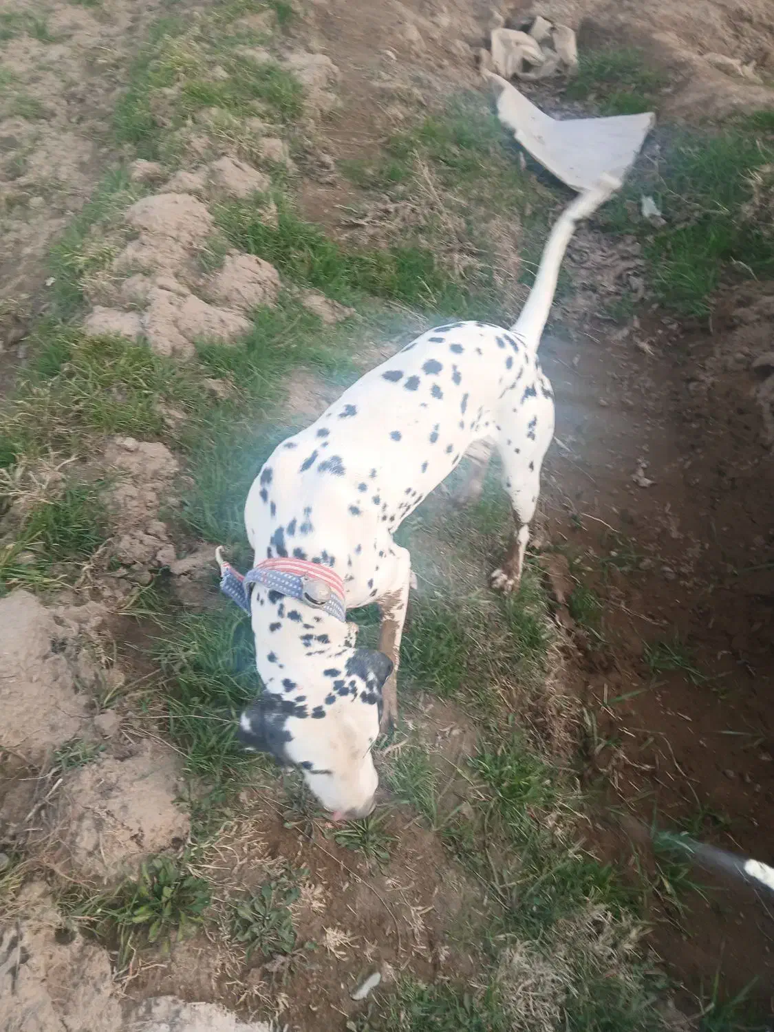 سگ شکاری|سگ|نیشابور, ریوند|دیوار