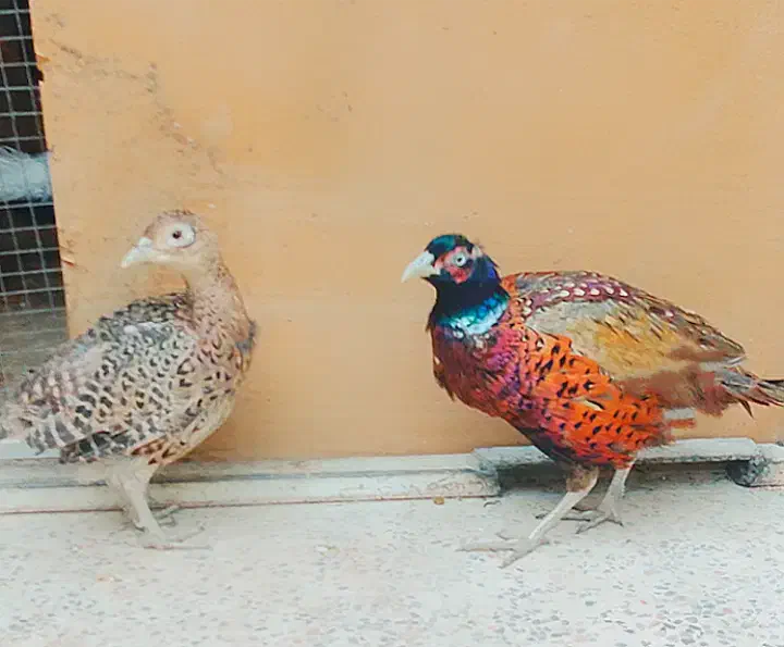 پرنده زینتی سیلور امریکایی بلژیکی و لیدی طاووس|پرنده|شیراز, امام حسین|دیوار