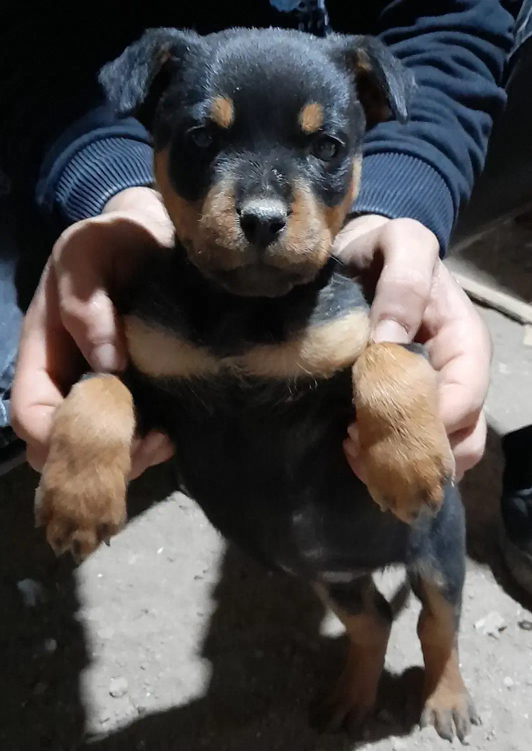 توله روتوایلر۶۰روزه|سگ|اردبیل, |دیوار