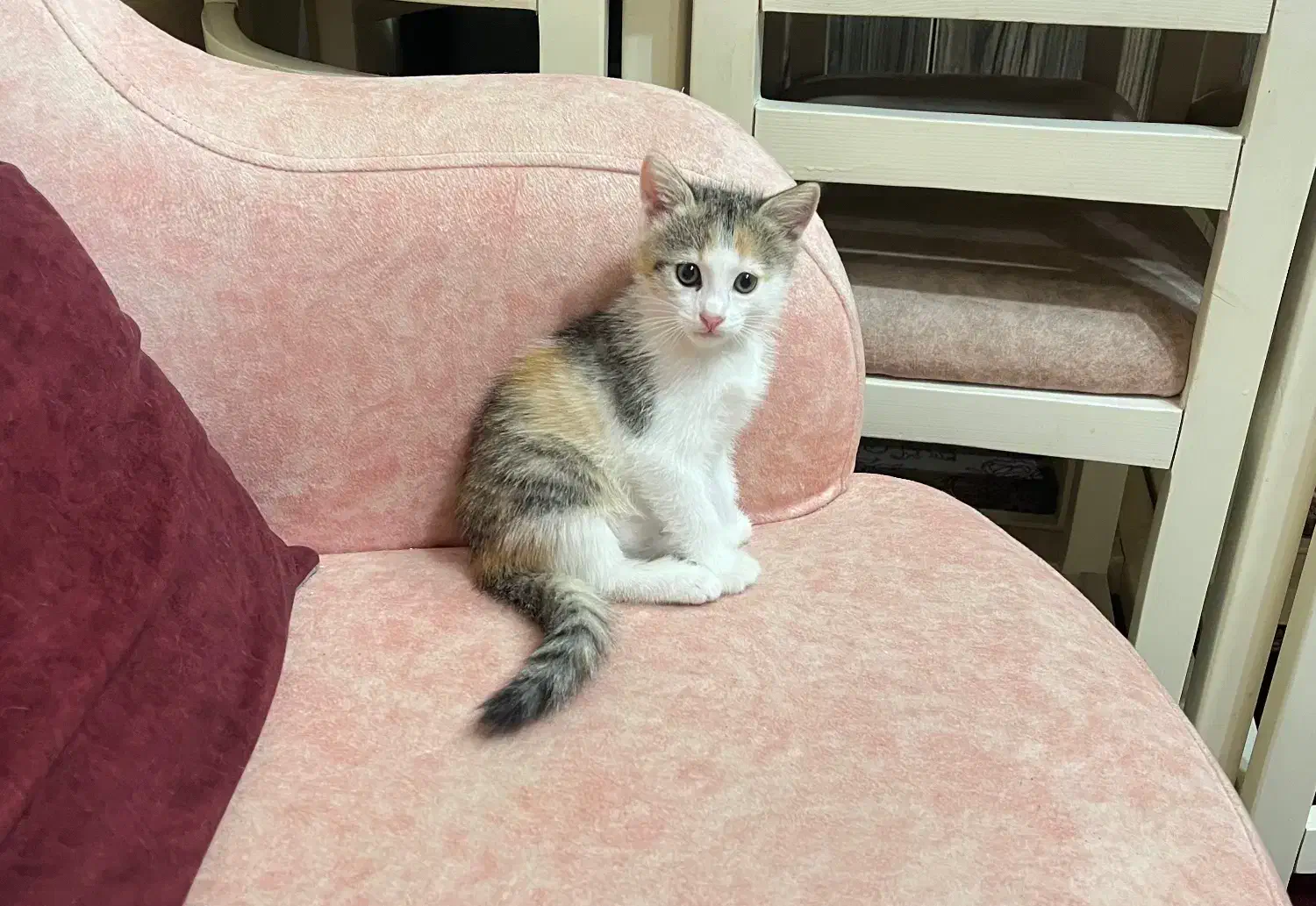 واگذاری فوری رایگان گربه|گربه|رشت, جهاد|دیوار